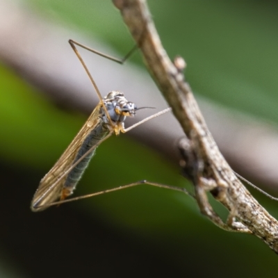 Tipulidae or Limoniidae (family) (Unidentified Crane Fly) at Googong, NSW - 18 Sep 2021 by WHall