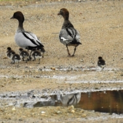 Chenonetta jubata (Australian Wood Duck) at Tuggeranong DC, ACT - 18 Sep 2021 by HelenCross