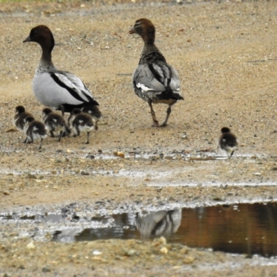 Chenonetta jubata (Australian Wood Duck) at Tuggeranong DC, ACT - 18 Sep 2021 by HelenCross