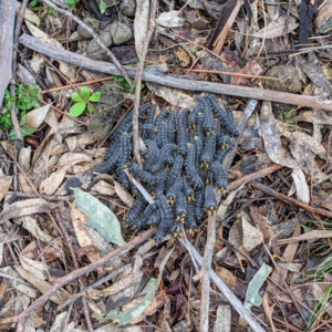 Perga sp. (genus) at Kambah, ACT - 18 Sep 2021