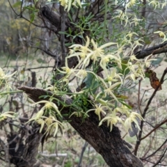 Clematis leptophylla (Small-leaf Clematis, Old Man's Beard) at Tuggeranong DC, ACT - 18 Sep 2021 by HelenCross