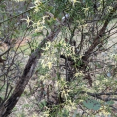 Clematis leptophylla at Tuggeranong DC, ACT - 18 Sep 2021 01:47 PM