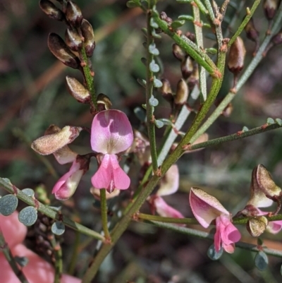 Indigofera adesmiifolia (Tick Indigo) at Thurgoona, NSW - 18 Sep 2021 by Darcy