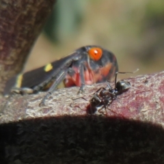 Iridomyrmex rufoniger (Tufted Tyrant Ant) at Holt, ACT - 15 Sep 2021 by Christine