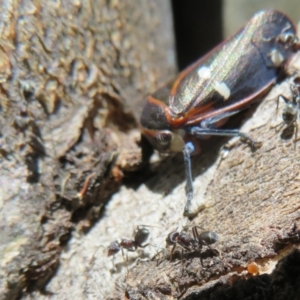 Iridomyrmex rufoniger at Holt, ACT - 15 Sep 2021