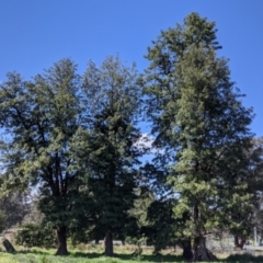 Grevillea robusta (Silky Oak) at Thurgoona, NSW - 18 Sep 2021 by Darcy