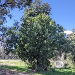 Brachychiton populneus (Kurrajong) at Thurgoona, NSW - 18 Sep 2021 by Darcy