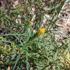 Xerochrysum viscosum (Sticky Everlasting) at Thurgoona, NSW - 18 Sep 2021 by Darcy