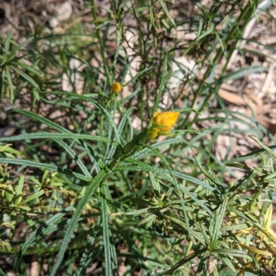 Xerochrysum viscosum (Sticky Everlasting) at Thurgoona, NSW - 18 Sep 2021 by Darcy