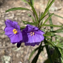 Solanum linearifolium (Kangaroo Apple) at Hughes, ACT - 16 Sep 2021 by KL