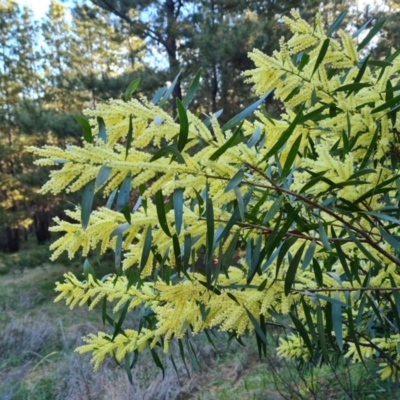 Acacia floribunda (White Sally Wattle, Gossamer Wattle) at Isaacs, ACT - 18 Sep 2021 by Mike