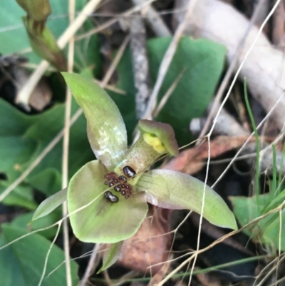 Chiloglottis x pescottiana (Bronze Bird Orchid) at Acton, ACT - 18 Sep 2021 by Ned_Johnston