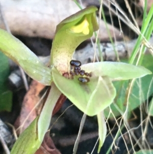 Chiloglottis x pescottiana at Acton, ACT - suppressed