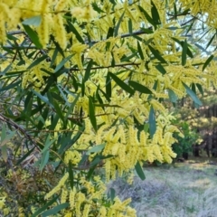 Acacia floribunda (White Sally Wattle, Gossamer Wattle) at Isaacs, ACT - 18 Sep 2021 by Mike