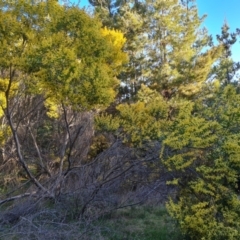 Acacia floribunda at Isaacs, ACT - 18 Sep 2021