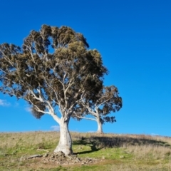 Eucalyptus rossii (Inland Scribbly Gum) at Isaacs, ACT - 18 Sep 2021 by Mike