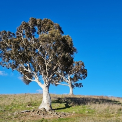 Eucalyptus rossii (Inland Scribbly Gum) at Isaacs Ridge - 18 Sep 2021 by Mike