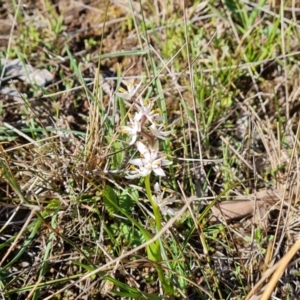 Wurmbea dioica subsp. dioica at Isaacs, ACT - 18 Sep 2021
