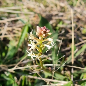 Stackhousia monogyna at Isaacs, ACT - 18 Sep 2021