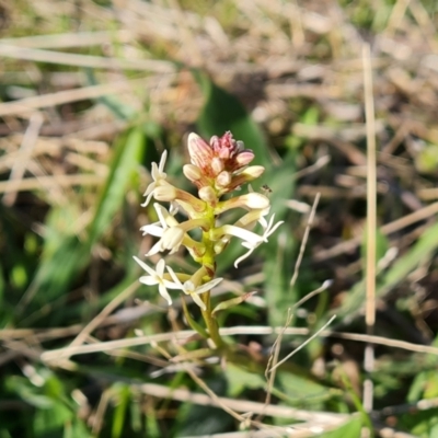 Stackhousia monogyna (Creamy Candles) at Isaacs, ACT - 18 Sep 2021 by Mike