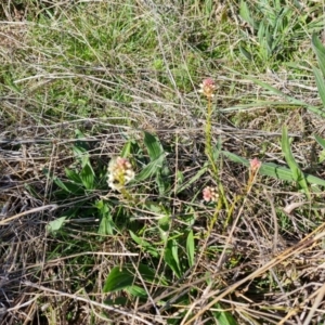 Stackhousia monogyna at Isaacs, ACT - 18 Sep 2021