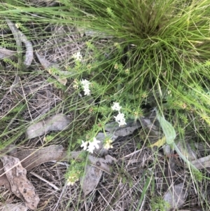 Asperula conferta at Belconnen, ACT - 18 Sep 2021