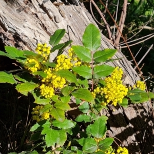 Berberis aquifolium at Isaacs, ACT - 18 Sep 2021 03:27 PM