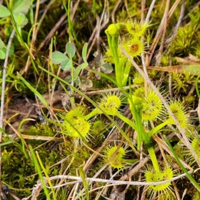 Drosera sp. (A Sundew) at Isaacs Ridge - 18 Sep 2021 by Mike