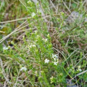 Asperula conferta at Isaacs, ACT - 18 Sep 2021