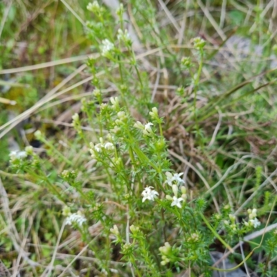 Asperula conferta (Common Woodruff) at Isaacs, ACT - 18 Sep 2021 by Mike