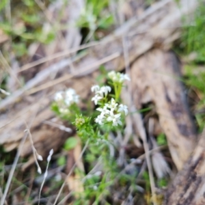 Asperula conferta at Isaacs, ACT - 18 Sep 2021