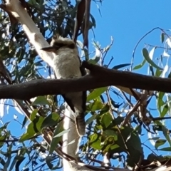 Dacelo novaeguineae (Laughing Kookaburra) at Isaacs, ACT - 18 Sep 2021 by Mike