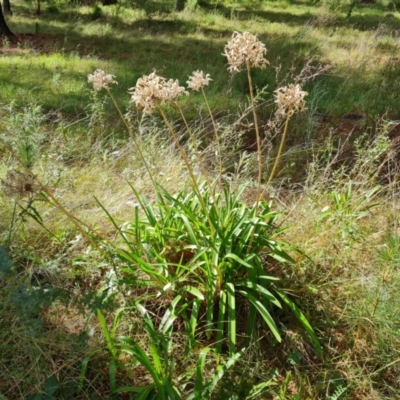 Agapanthus praecox subsp. orientalis (Agapanthus) at Isaacs, ACT - 18 Sep 2021 by Mike