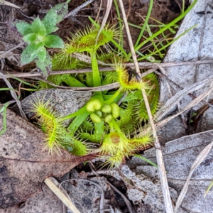 Drosera sp. at Kambah, ACT - 18 Sep 2021 05:53 PM