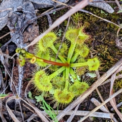 Drosera sp. at Kambah, ACT - 18 Sep 2021