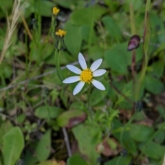 Unverified Daisy at Table Top, NSW - 18 Sep 2021 by Darcy