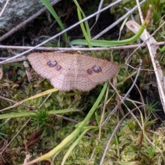 Epicyme rubropunctaria (Red-spotted Delicate) at Table Top, NSW - 18 Sep 2021 by Darcy