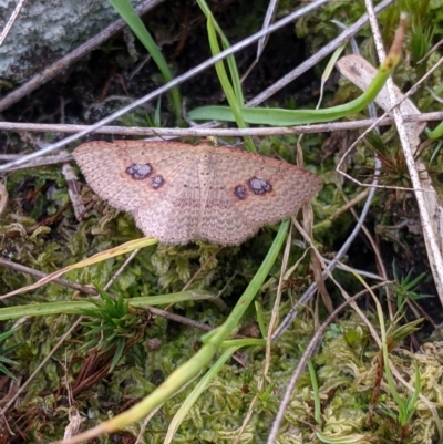 Unidentified Moth (Lepidoptera) at Table Top, NSW - 18 Sep 2021 by Darcy