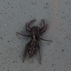 Holoplatys sp. (genus) (Unidentified Holoplatys jumping spider) at Latham, ACT - 16 Sep 2021 by Christine