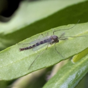 Chironomidae (family) at Higgins, ACT - 10 Sep 2021 10:28 AM