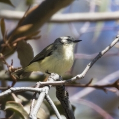 Acanthiza chrysorrhoa (Yellow-rumped Thornbill) at Hawker, ACT - 6 Sep 2021 by AlisonMilton