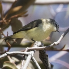 Acanthiza chrysorrhoa at Hawker, ACT - 6 Sep 2021