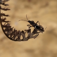 Dieuches maculicollis (Black-and-white seed bug) at Kaleen, ACT - 10 Sep 2021 by Tammy