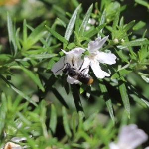 Megachile (Hackeriapis) oblonga at Cook, ACT - 14 Feb 2021