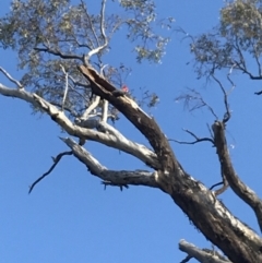 Callocephalon fimbriatum (Gang-gang Cockatoo) at Deakin, ACT - 14 Sep 2021 by Tapirlord
