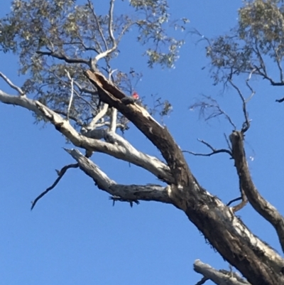 Callocephalon fimbriatum (Gang-gang Cockatoo) at Deakin, ACT - 14 Sep 2021 by Tapirlord