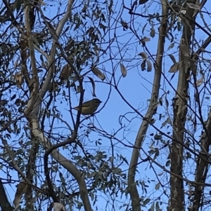 Pardalotus punctatus at Deakin, ACT - 14 Sep 2021