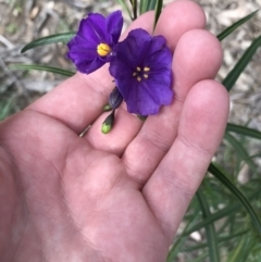 Solanum linearifolium (Kangaroo Apple) at Hughes, ACT - 14 Sep 2021 by Tapirlord