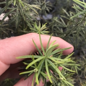 Cassinia aculeata subsp. aculeata at Deakin, ACT - 14 Sep 2021