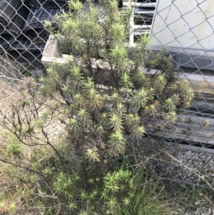 Cassinia aculeata subsp. aculeata at Deakin, ACT - 14 Sep 2021 02:26 PM